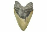 Serrated, Fossil Megalodon Tooth - Huge NC Meg #308481-1